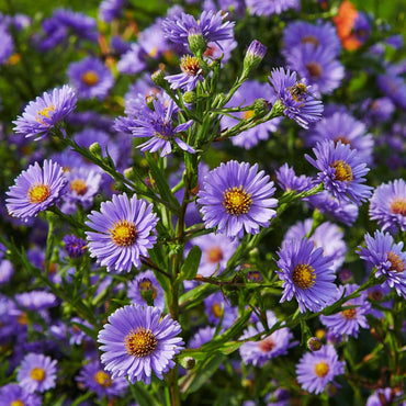 Heirloom Non-GMO Aster Novi-Belgii Flower Seeds for Planting – Hardy Perennial Garden Blooms