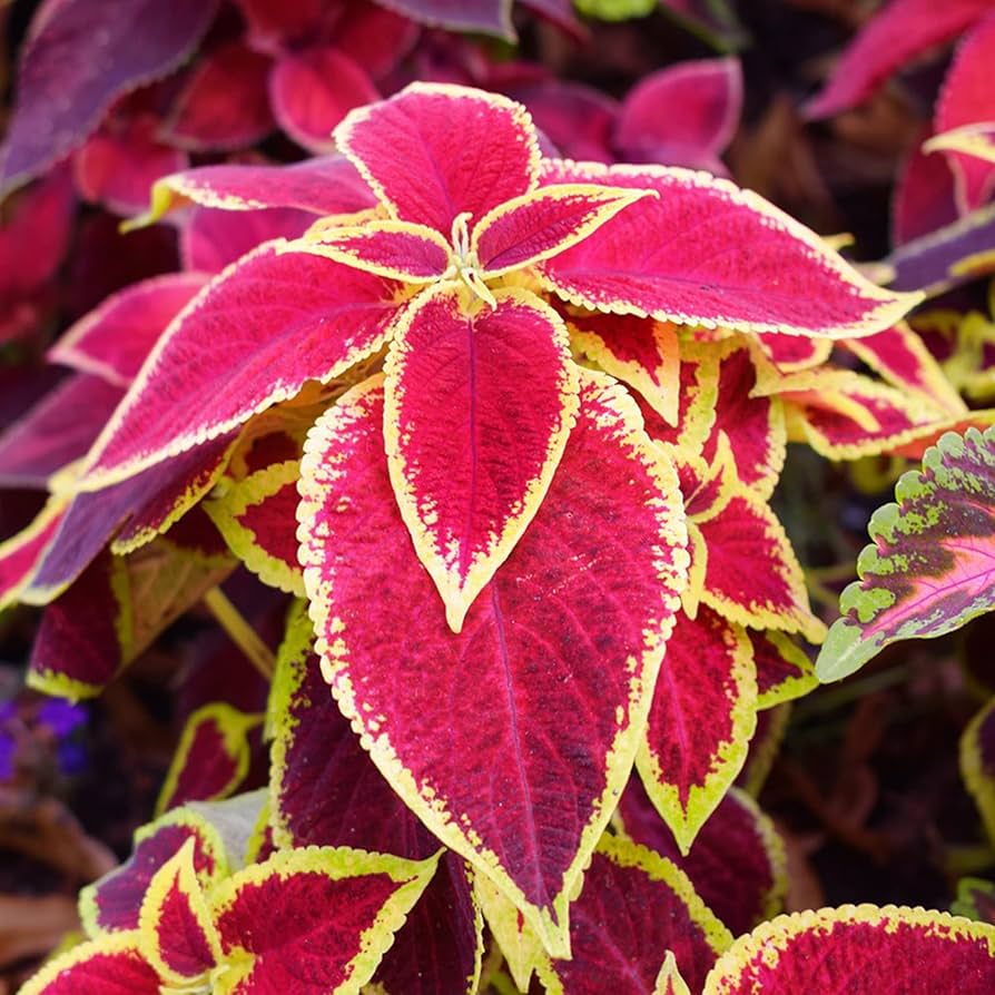 Jazz - Rubin for planting in home garden