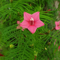 Annual Rose Cypress Vine Flower Seeds for Planting - 100