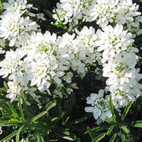Heirloom White Candytuft Snow Flower Seeds, Non-GMO Ground Cover Blooms for Planting for planting in home garden