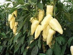 Hungarian Pepper Capsicum annuum seeds for garden planting