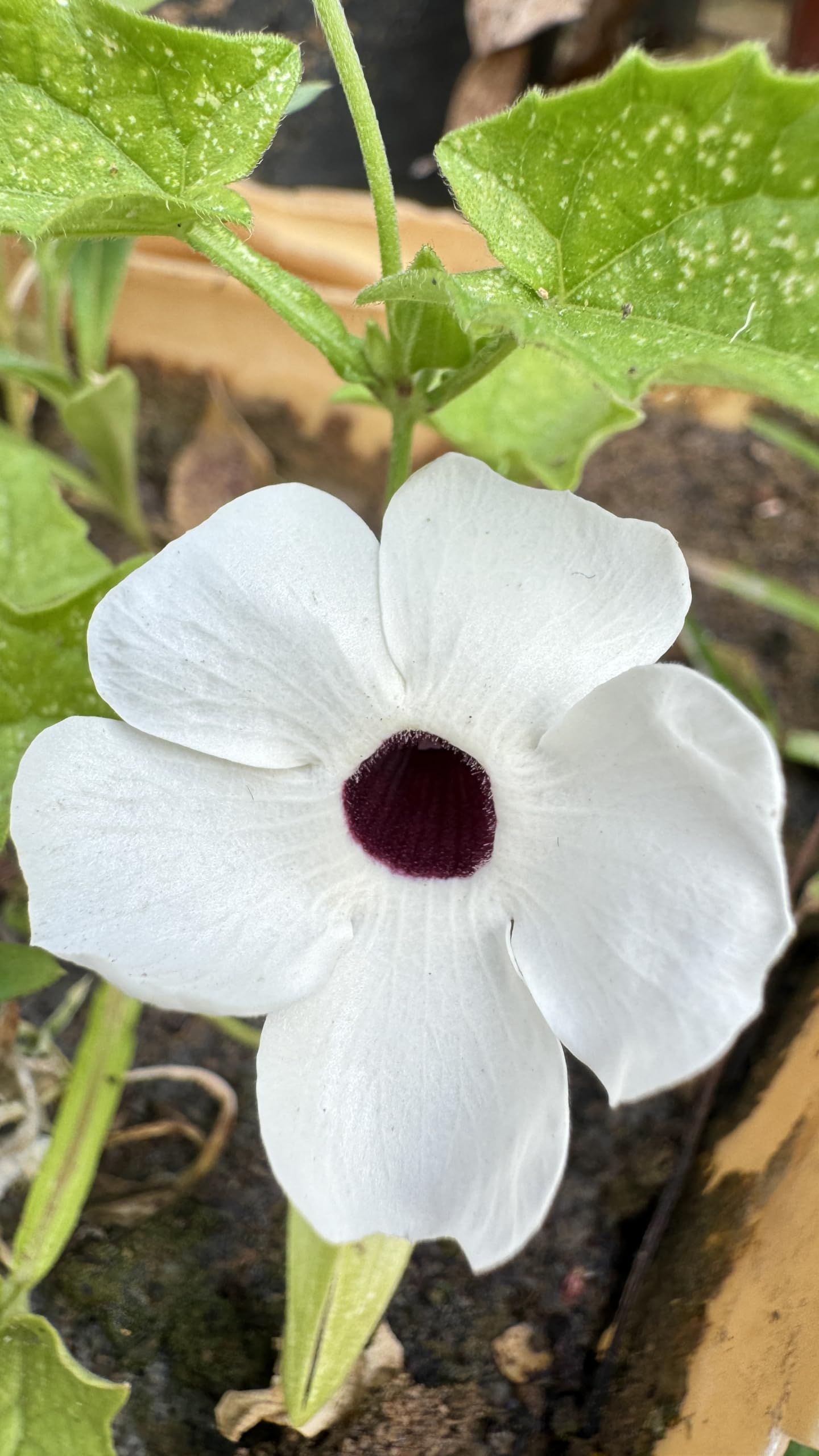 Black (Eyed Susan vine) for planting in garden