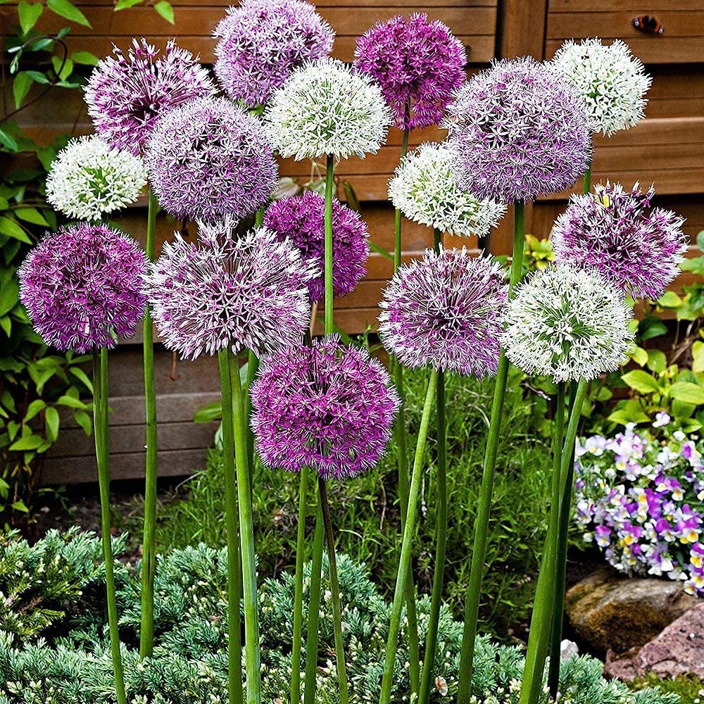 Giant Allium Bulbs