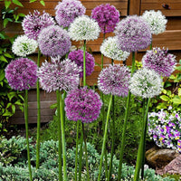 Giant Allium Bulbs