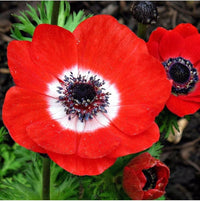 Red Double Daisy Anemone Seeds