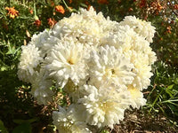 White Chrysanthemum Seeds – Ground Cover Perennial