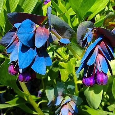 Cerinthe Blue Shrimp seeds – striking honeywort flowers attract pollinators