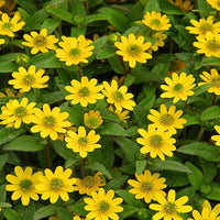 Yellow Creeping Zinnia Flower Seeds for Planting – Vibrant Ground Cover, Non-GMO, Heirloom Seeds