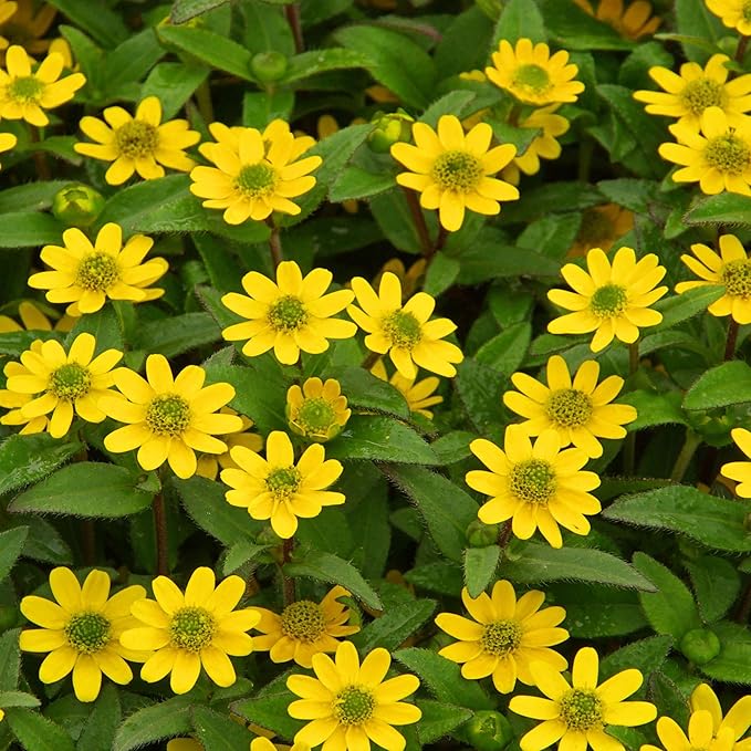 Yellow Creeping Zinnia Flower Seeds for Planting – Vibrant Ground Cover, Non-GMO, Heirloom Seeds - Creeping for planting in home garden