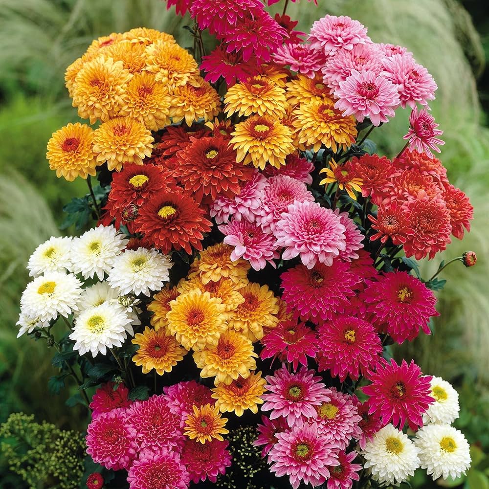 Chrysanthemum Mixed Perennial Flower Seeds