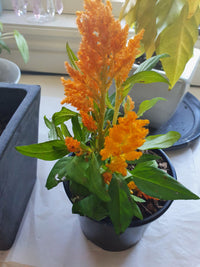 Celosia- Lilliput Golden Feather
