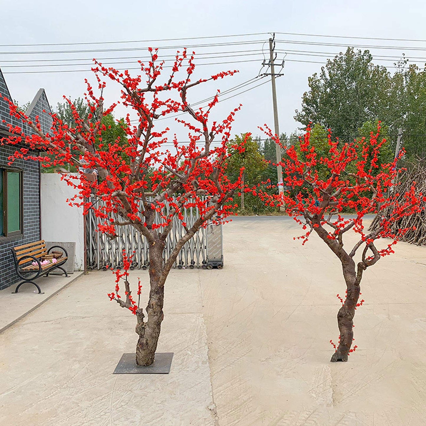 Huang Mei winter plum flower tree seeds developing into trees with early blooming yellow flowers and winter resilience