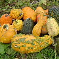 Harrowsmith Select – Organic Gourd Seed