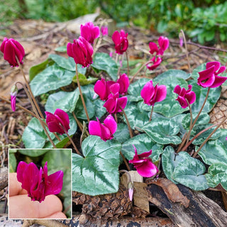 Ruby Glow Hardy Fall Blooming Cyclamen Seeds