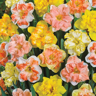 Butterfly Daffodil Mixture Seeds