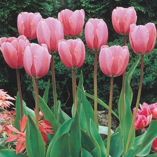 Guinevere Jumbo Perennial Tulip Seeds
