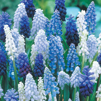 Grape Hyacinth Mixture Seeds