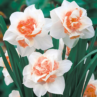 Replete Daffodil Seeds