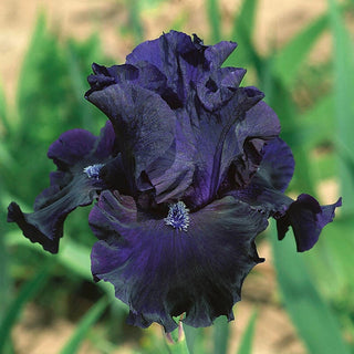 Obsidian Bearded Iris Seeds