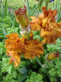 Golden Panther Bearded Iris Seeds