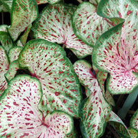 Gingerland Strap Leaf Caladium
