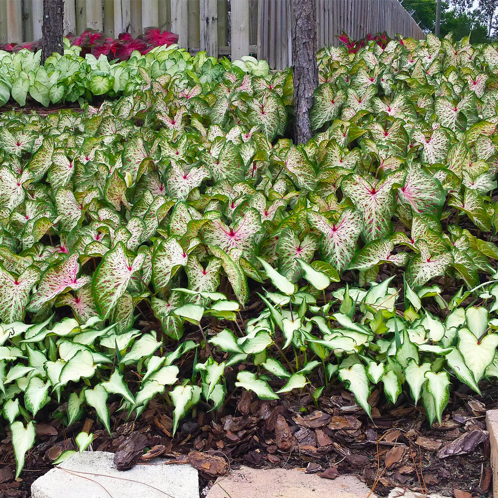 Gingerland Strap Leaf Caladium
