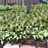 Gingerland Strap Leaf Caladium