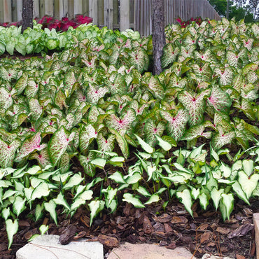 Gingerland Strap Leaf Caladium
