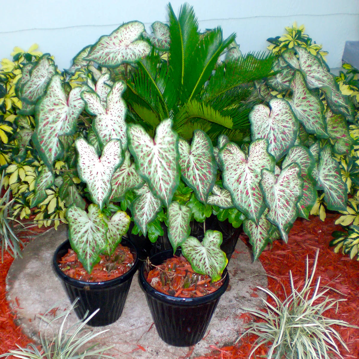 Gingerland Strap Leaf Caladium