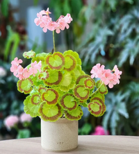 Geranium Lady Hillingdon Seeds