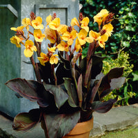 Louis Cottin Dwarf Canna