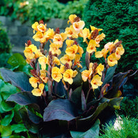 Louis Cottin Dwarf Canna