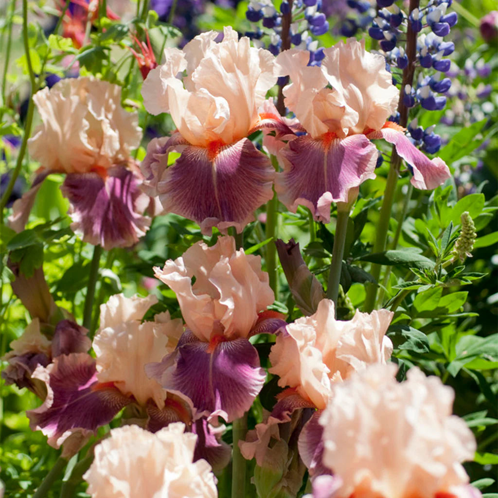 Cherry Blossom Song Bearded Iris Seeds