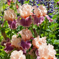 Cherry Blossom Song Bearded Iris Seeds