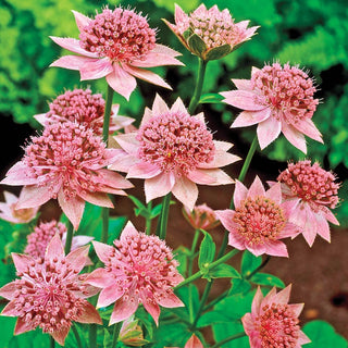 Rosea Astrantia