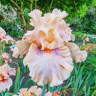 Center Line Bearded Iris Seeds