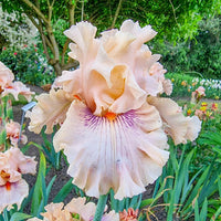 Center Line Bearded Iris Seeds