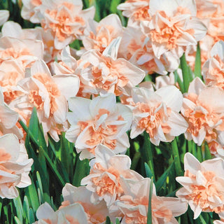 Delnashaugh Daffodil Super Sak Seeds