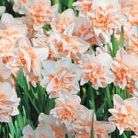 Delnashaugh Daffodil Super Sak Seeds