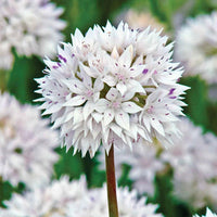 Graceful Beauty Allium Seeds