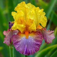 Enthralled Bearded Iris Seeds