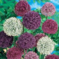Giant Allium Mixture Seeds