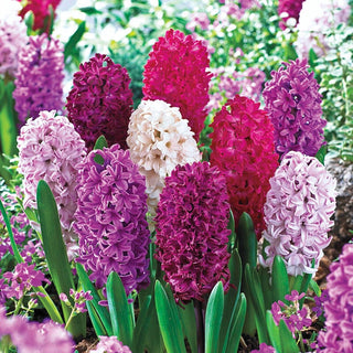 Monet Hyacinth Mixture Seeds