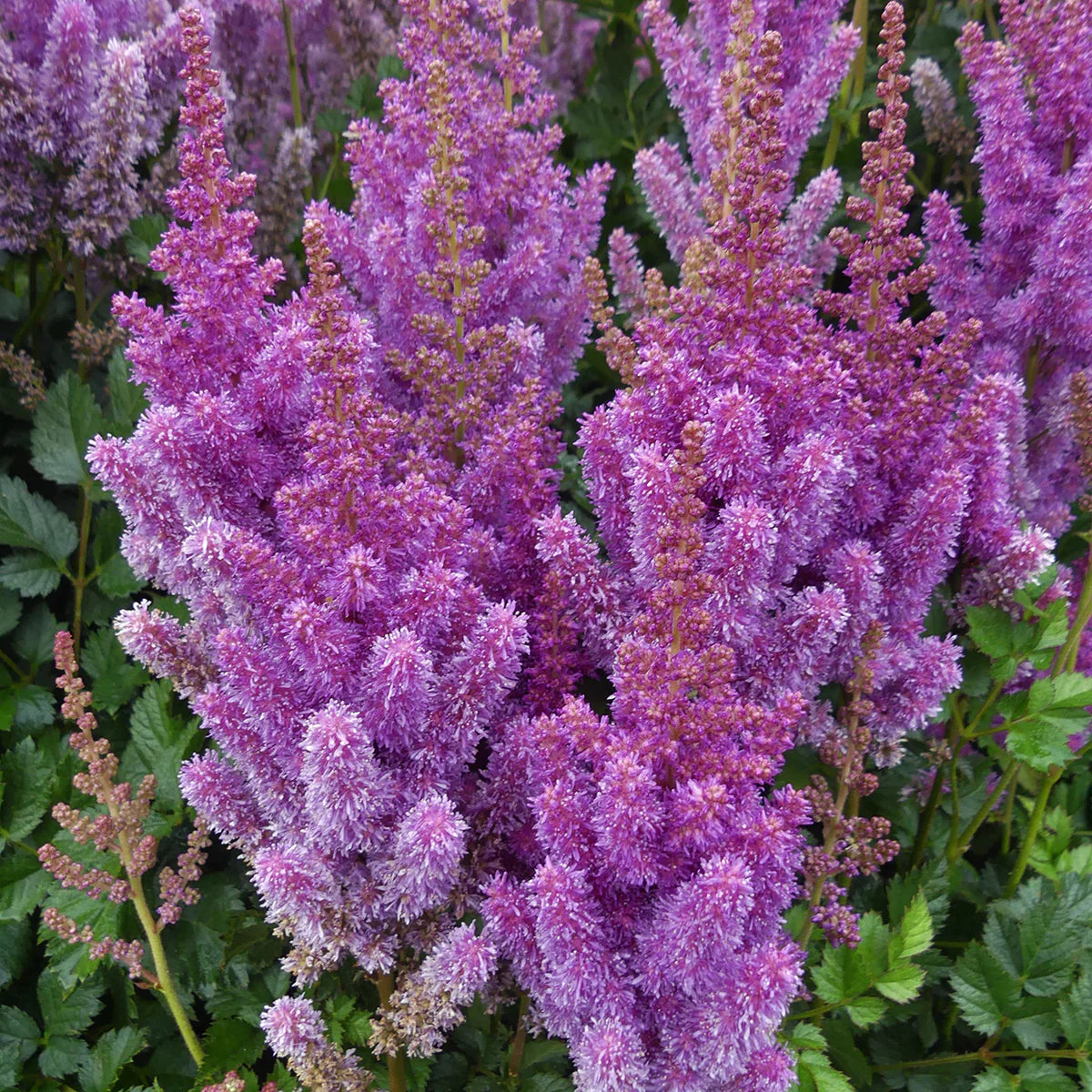 Pumila Astilbe
