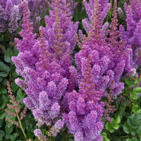Pumila Astilbe