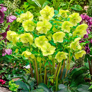 Lush Green WOW! Hellebore