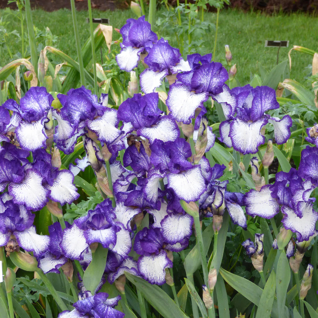 Off Topic Bearded Iris