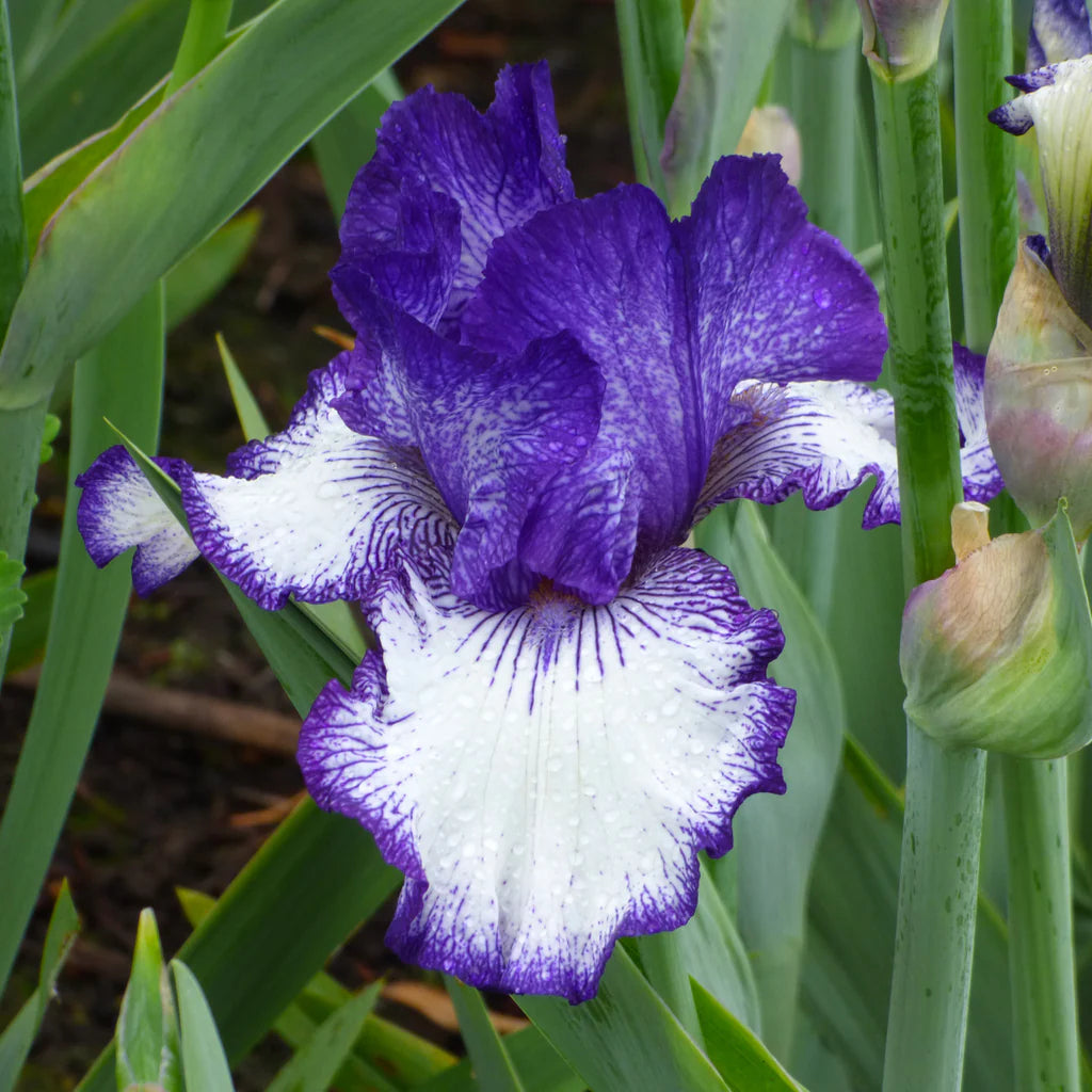 Ink Patterns Bearded Iris