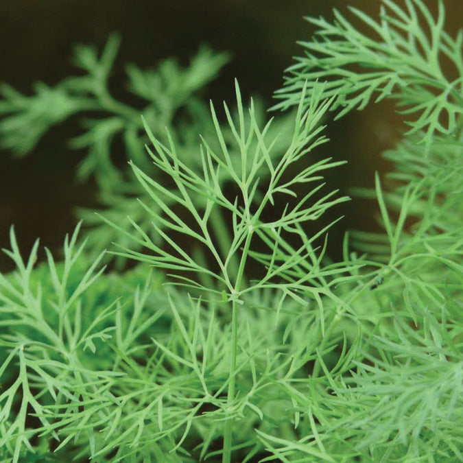 Fernleaf – Dill Seed