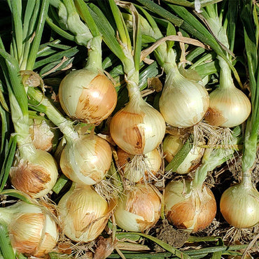 New York Early – Organic Onion Seed